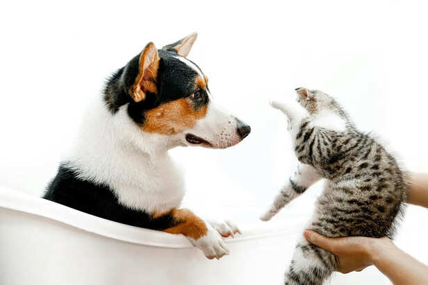 ​Vocal Communication Differences Between Dogs and Cats