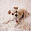 Recognizing the Signs of a Pet Emergency