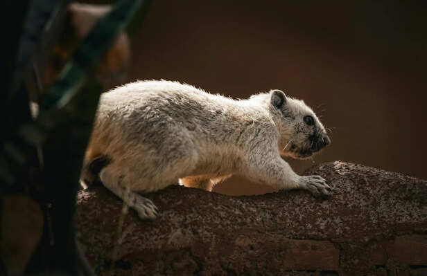 ​Pika in Cold Climate Environment in Snow Region