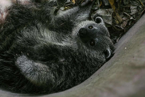 ​Binturong in Dense Southeast Asian Forest Habitat