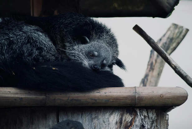 ​Binturong Resting on a Tree Branch in Rainforest