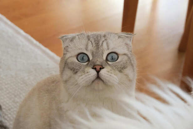 ​Nutrient-Rich Diet for Joint Health