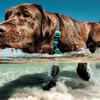 Paw Care, Grooming, and Sun Protection