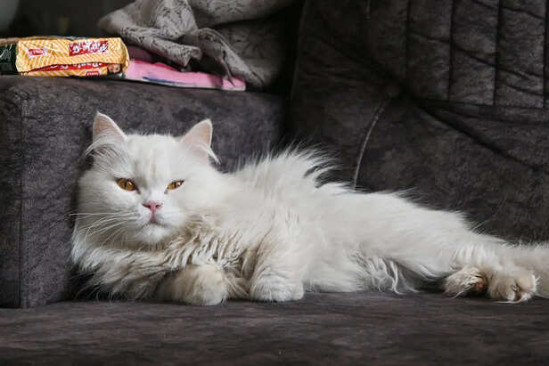 Relaxed White Cat Resting Indoors on Sofa