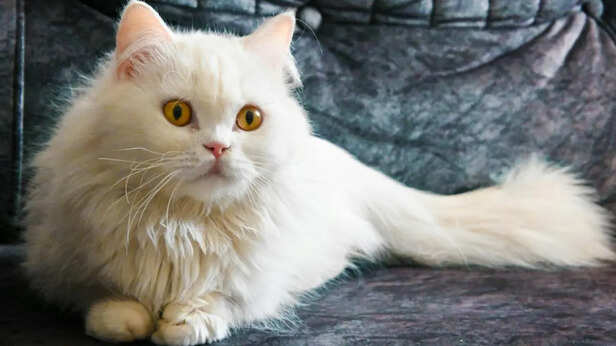 White Persian Cat on Sofa