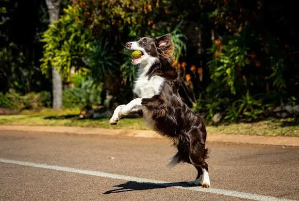 Prevent Obesity             (Image Credit : Pexels)