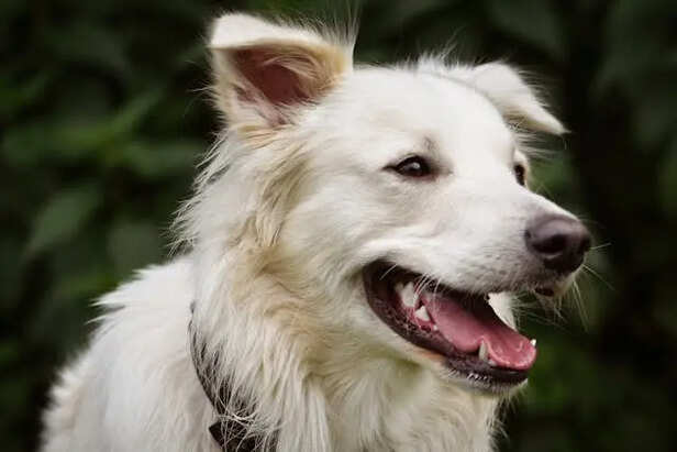 Groomed Dog                (Image Credit : Pexels)