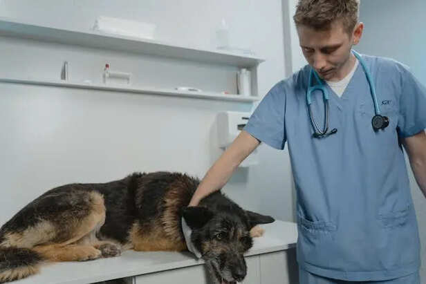 Vet Visit                                         (Image Credit : Pexels)