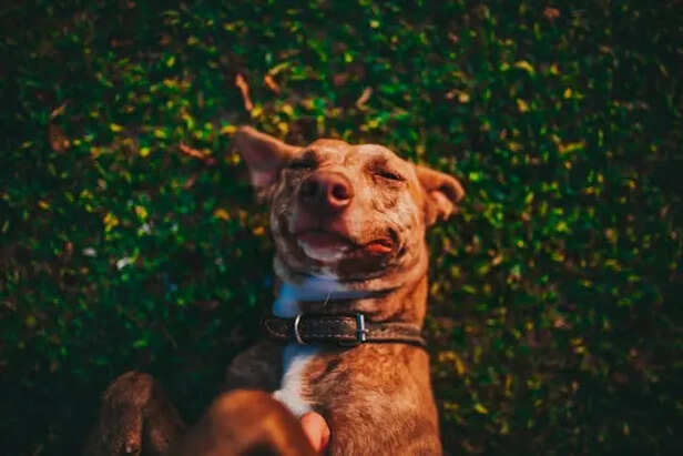 A dog Being Happy                                  (Image Credit : Pexels)
