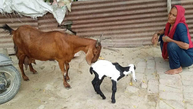 महिलाएं बन रही हैं आत्मनिर्भर