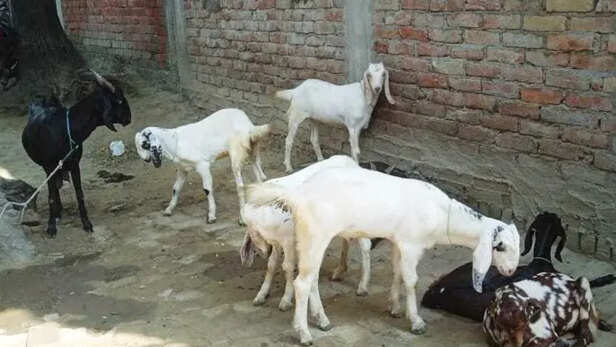 उन्नत नस्ल के वीर्य से गर्भधारण कराकर मेमनों की गुणवत्ता और वजन में सुधार