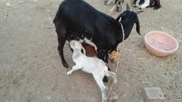 वैज्ञानिक तरीकों से हो रहा बकरी पालन