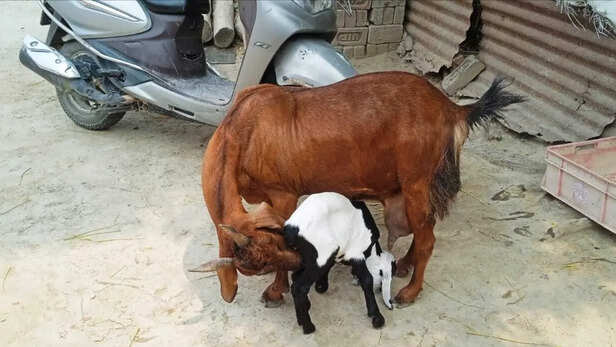 बढ़ रही है ग्रामीणों की आय