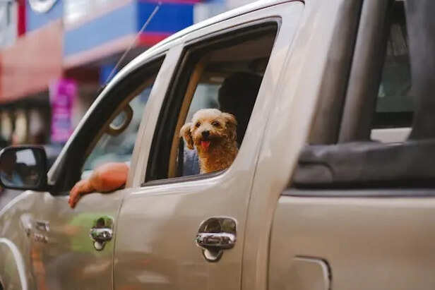 A Dog Chilling In The Car             (Image Credit: Pexels)