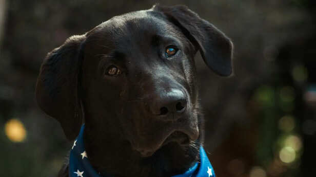 Black Labrador Retriever
