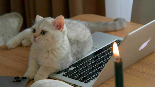 Laptop, a substitute for sunbathing spots, heated bedding