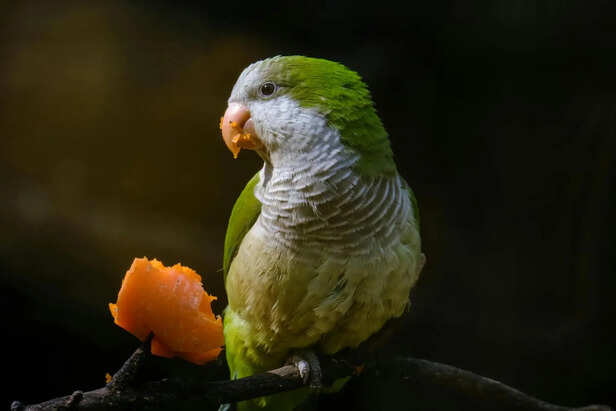 ​Active and Healthy Quaker Parrot
