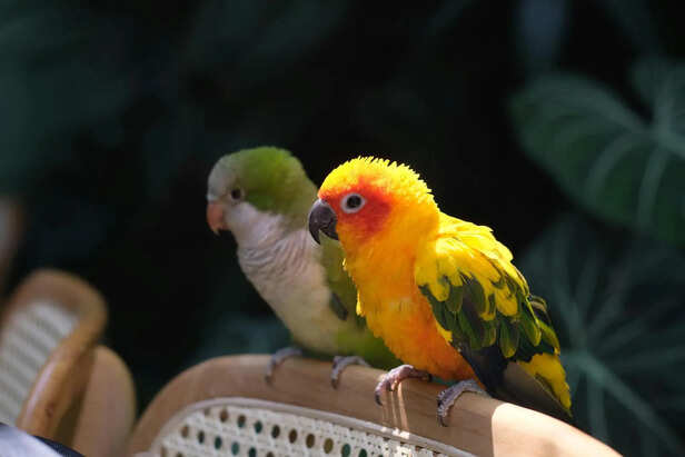 ​Early Signs of Fatty Liver Disease