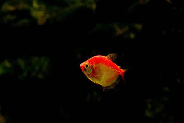 ​Fish with Signs of Illness