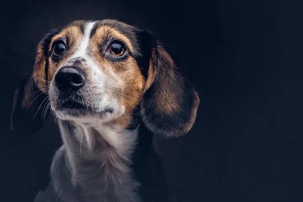 dogs may show heightened vocalisation, pacing, repetitive behaviours