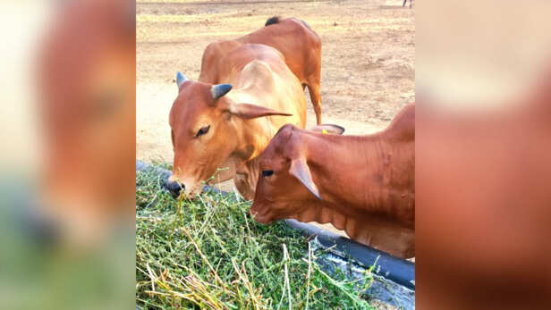 पशुपालन से जुड़ी हर जानकारी मिलेगी