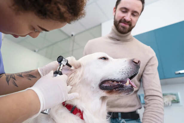 Examine Eyes, Ears, Nose, and Mouth