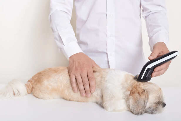 Inspect Skin, Coat, and Body Condition