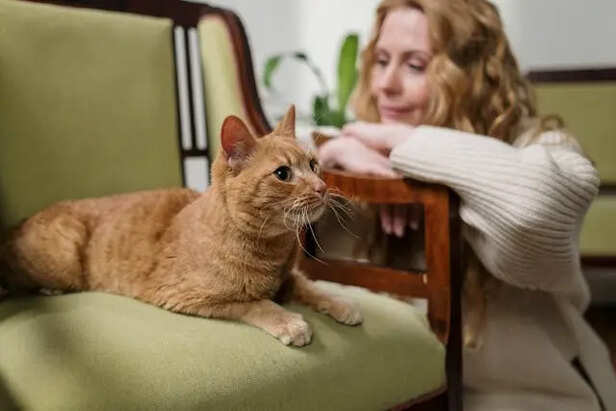 Happy Cat                     (Image Credit:Pexels)