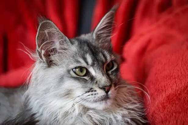 Maine Coon                      (Image Credit:Pexels)