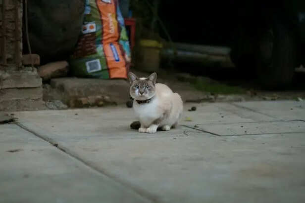 Siamese Cat                       (Image Credit:Pexels)