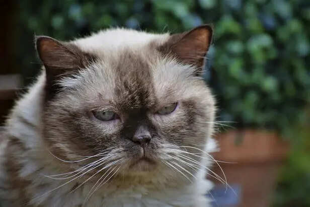 Angry Cat                        (Image Credit:Pexels)
