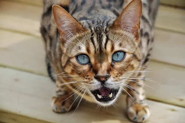 Angry Bengal Cat           (Image Credit:Pexels)