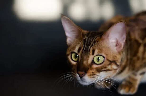 Bengal Cat Behaviour                               (Image Credit:Pexels)
