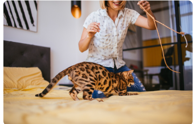 Owning a Bengal Cat                    (Image Credit:Freepik)