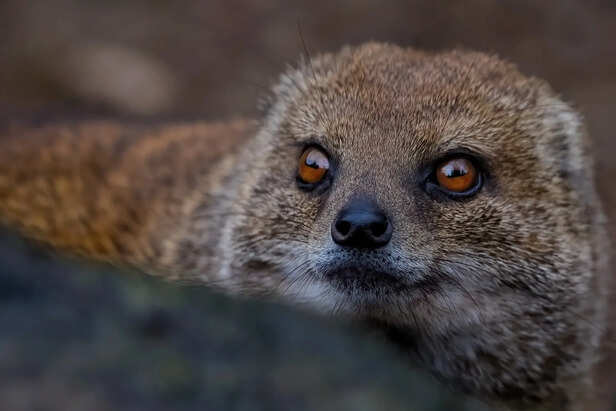 mongoose