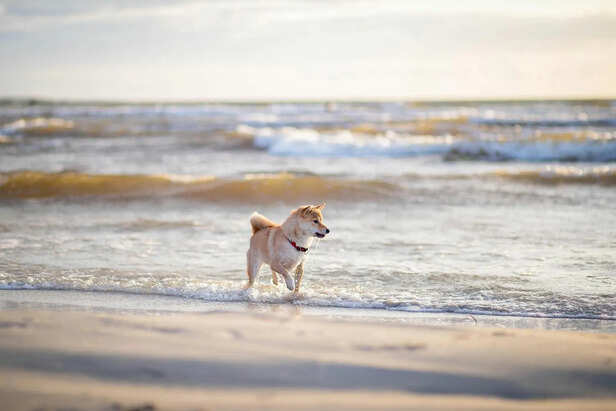 ​Protecting Pets from Hot Sand