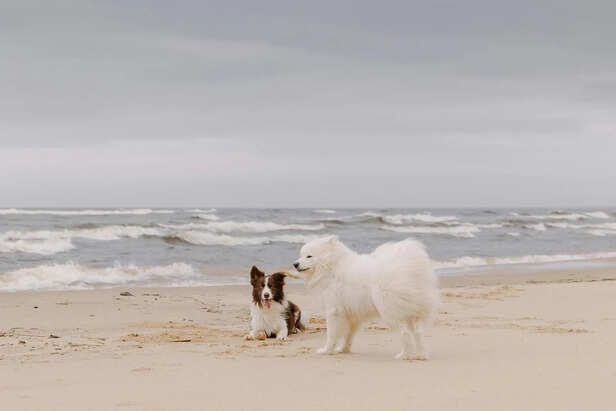 ​Keeping Pets Hydrated at the Beach