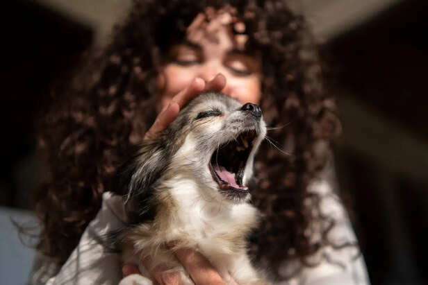 Dog Bad Breath Warning