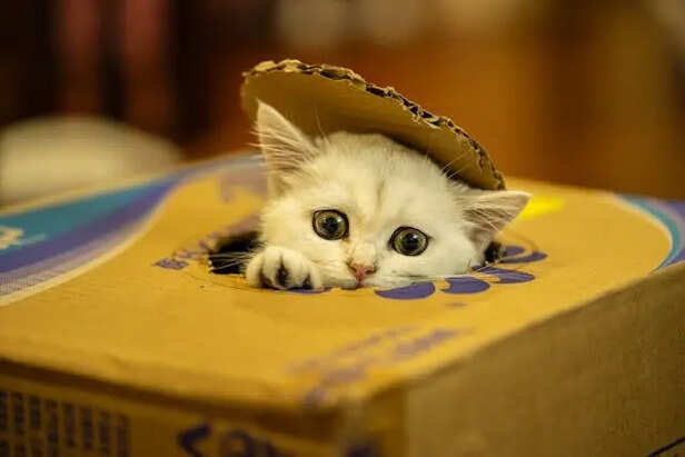 A Comfort Space              (Image Credit :Pexels)