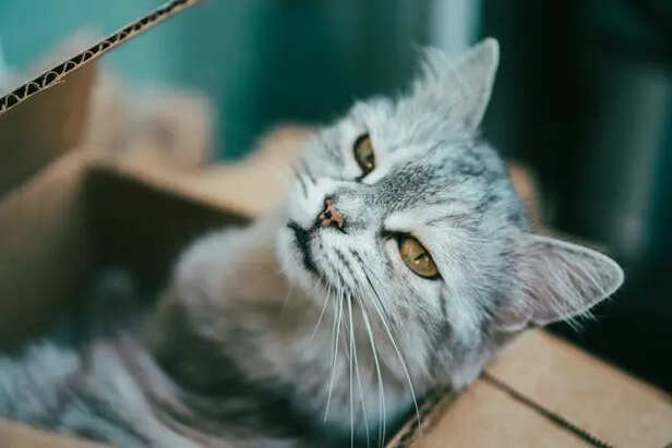 Cat in Box                         (Image Credit:Pexels)