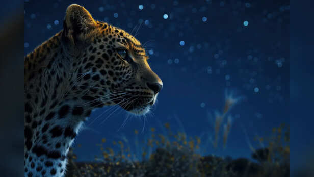 A leopard under the night sky