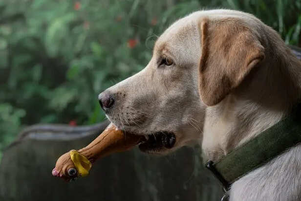 Labrador Dog            (Image Credit:Pexels)