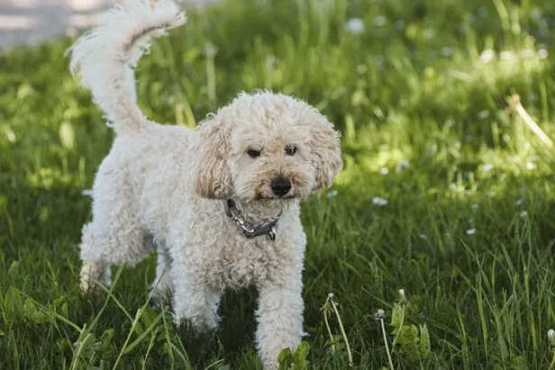 Poodle                                         (Image Credit:Pexels)