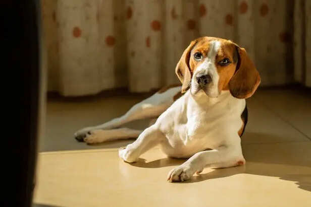 Beagle             (Image Credit:Pexels)