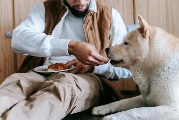 Dog Getting Nutrition                        (Image Credit:Pexels)