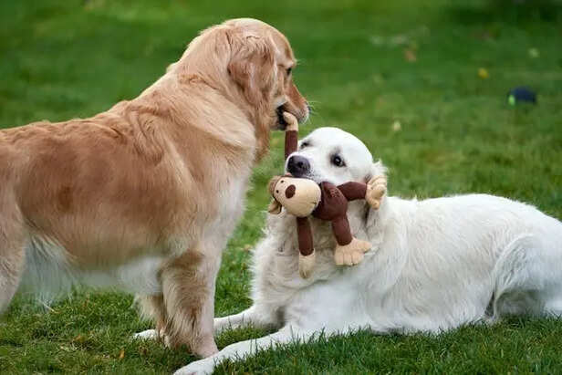 Dogs Playing                               (Image Credit:Pexels)