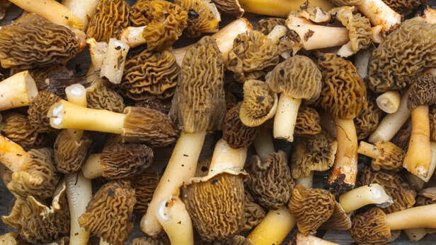 गुच्छी मशरूम की खेती हुई आसान