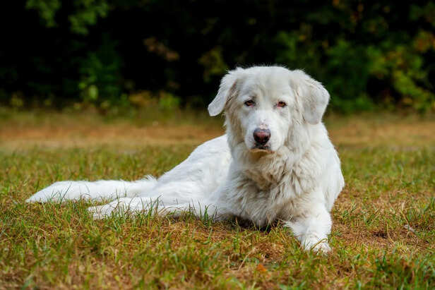 ​Bone Broth for Joint Support