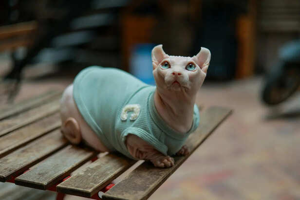 ​Sphynx Cat Enjoying Warmth