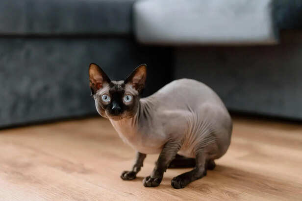 ​Balanced Diet for Sphynx Cats